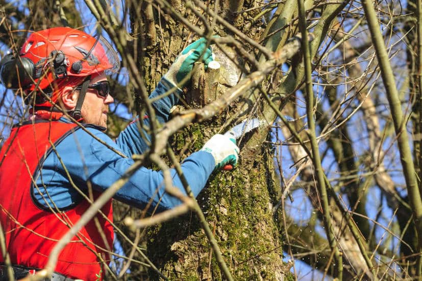 elagage et taille arbre Saclay crea paysages
