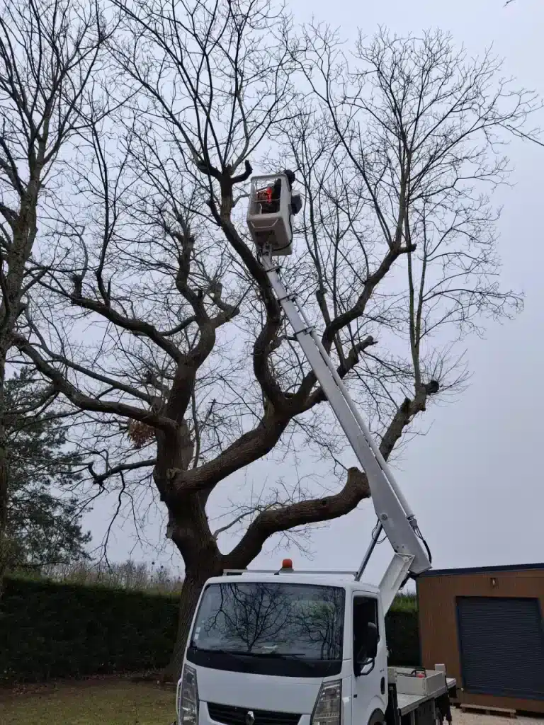 Élagage d'un grand arbre en hauteur depuis la nacelle de Créa-Paysages